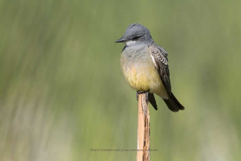 Cassin's Kingbird - Tyrannus vociferans