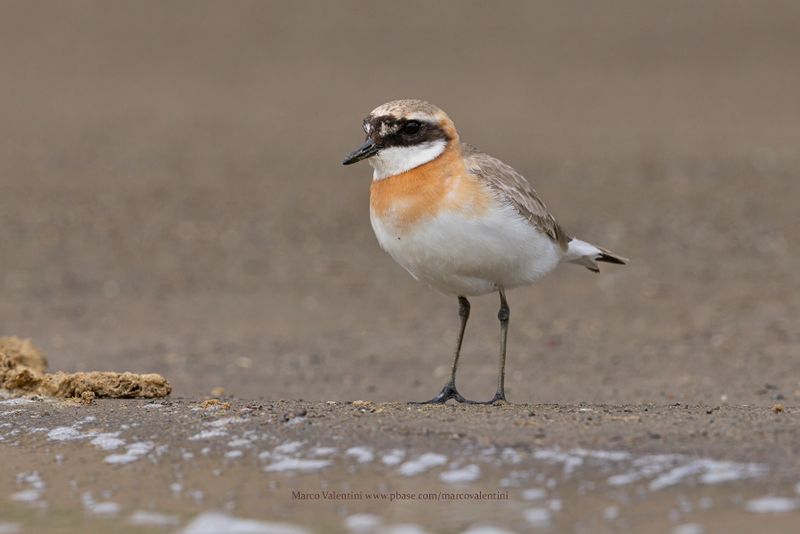 Tibetan Plover - Anarhynchus atrifrons