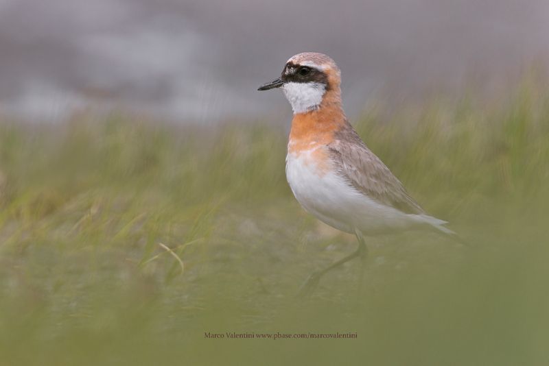 Tibetan Plover - Anarhynchus atrifrons