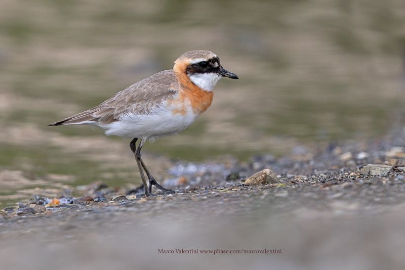 Tibetan Plover - Anarhynchus atrifrons