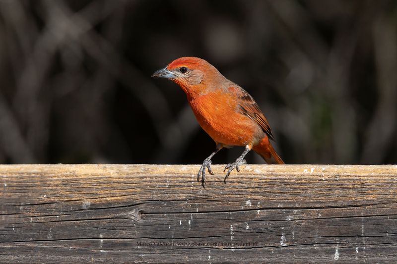 Hepatic Tanager - Piranga flava