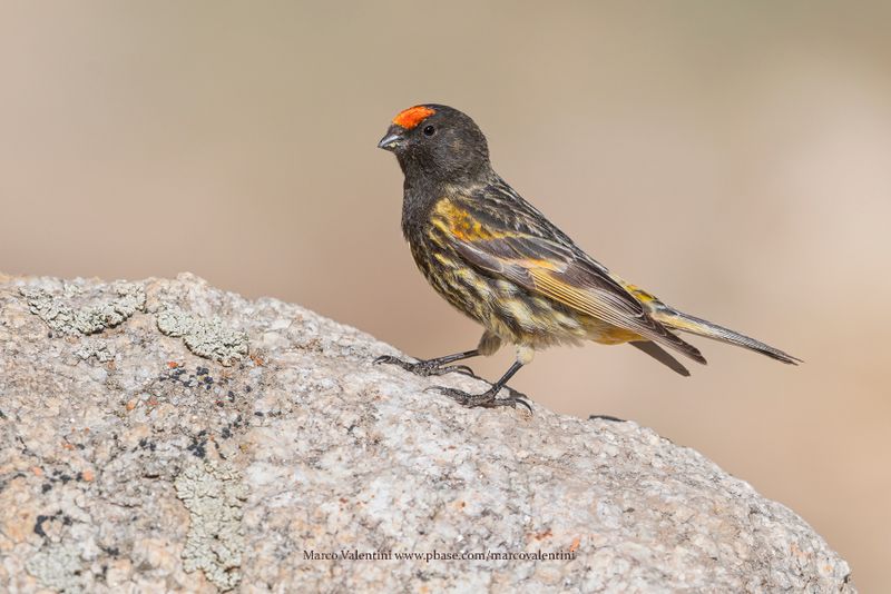Red-fronted Serin - Serinus pusillus