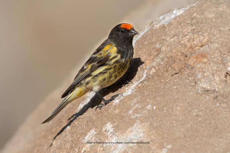 Red-fronted Serin - Serinus pusillus