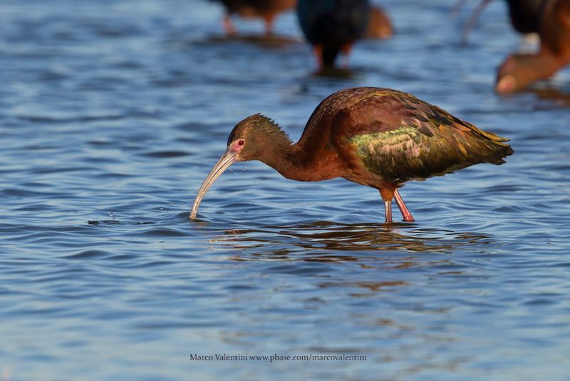 White-faced Ibis - Plegadis chihi