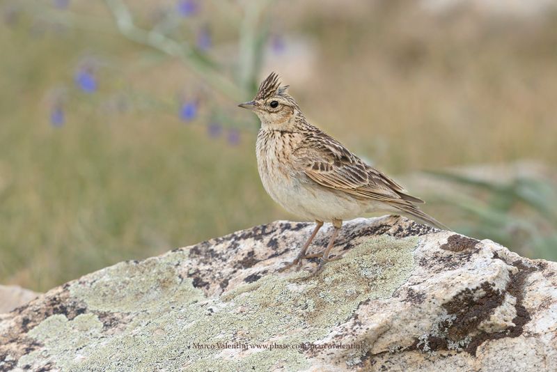 Oriental Skylark - Alauda gulgula