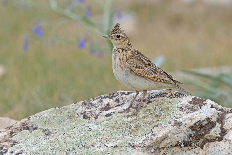 Oriental Skylark - Alauda gulgula
