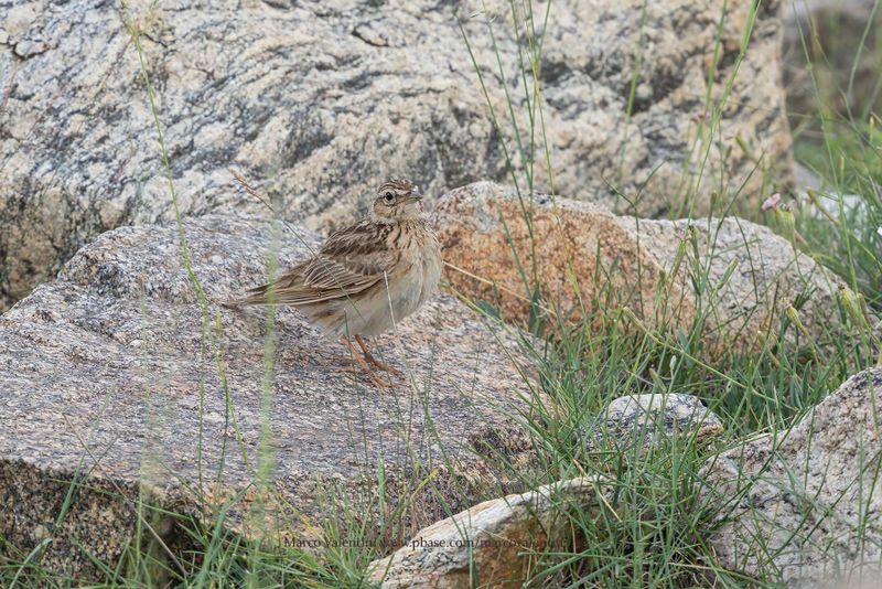 Oriental Skylark - Alauda gulgula
