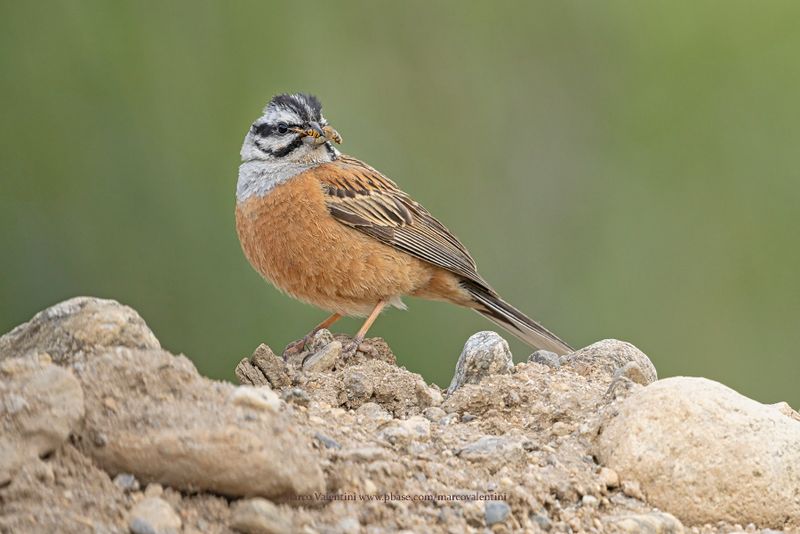 Rock Bunting - Emberiza cia