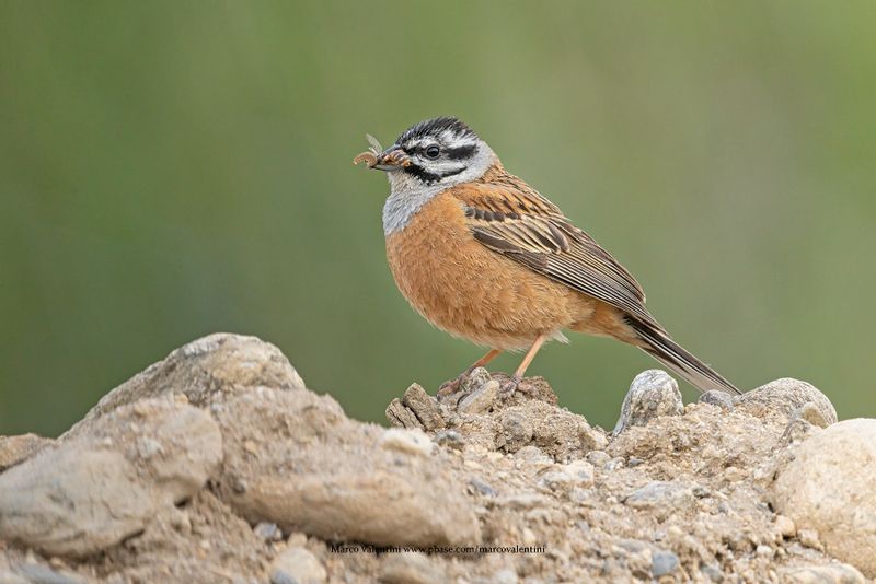 Rock Bunting - Emberiza cia