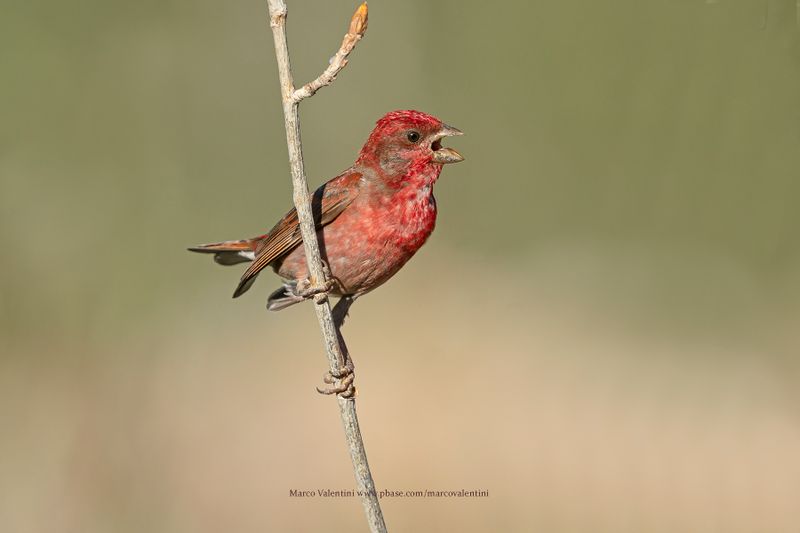 Common Rosefinch - Carpodarcus erythrinus