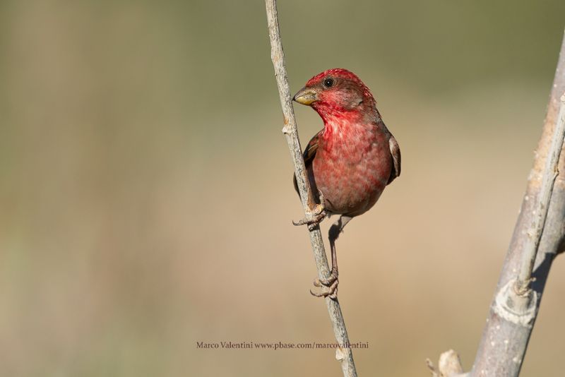 Common Rosefinch - Carpodarcus erythrinus