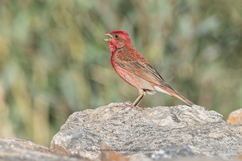 Common Rosefinch - Carpodarcus erythrinus