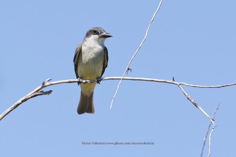 Thick-billed Kingbird - Tyrannus crassirostris