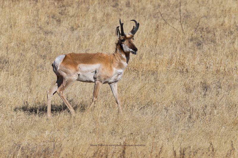 Pronghorn - Antilocapra americana