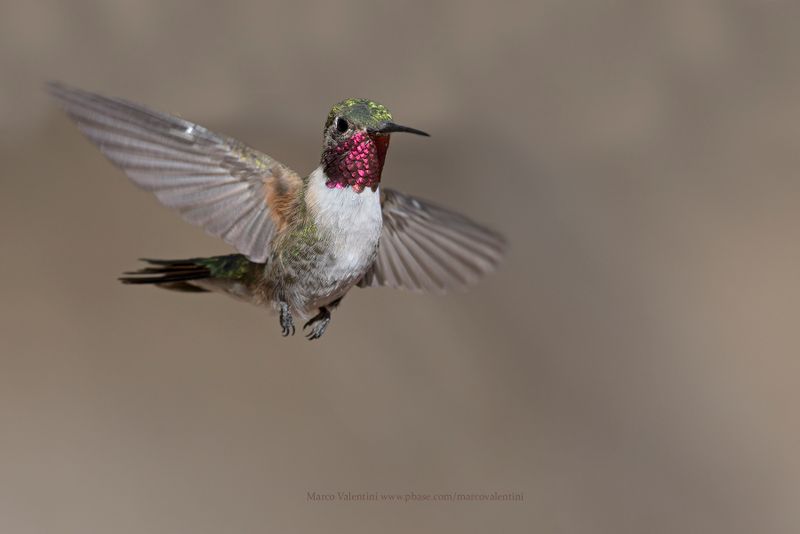 Broad-tailed Hummingbird - Selasphorus platycercus