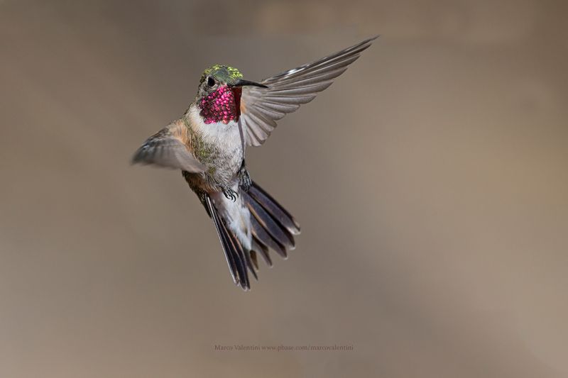 Broad-tailed Hummingbird - Selasphorus platycercus
