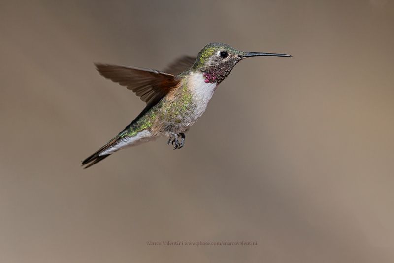 Broad-tailed Hummingbird - Selasphorus platycercus