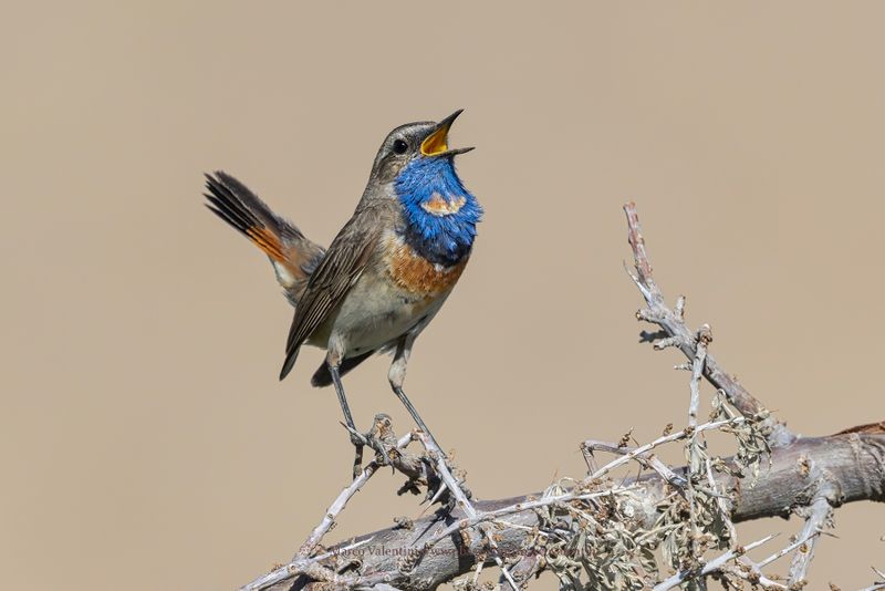 Bluethroat - Luscinia svecica