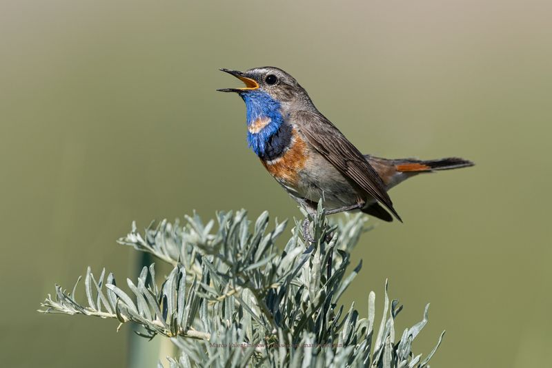 Bluethroat - Luscinia svecica
