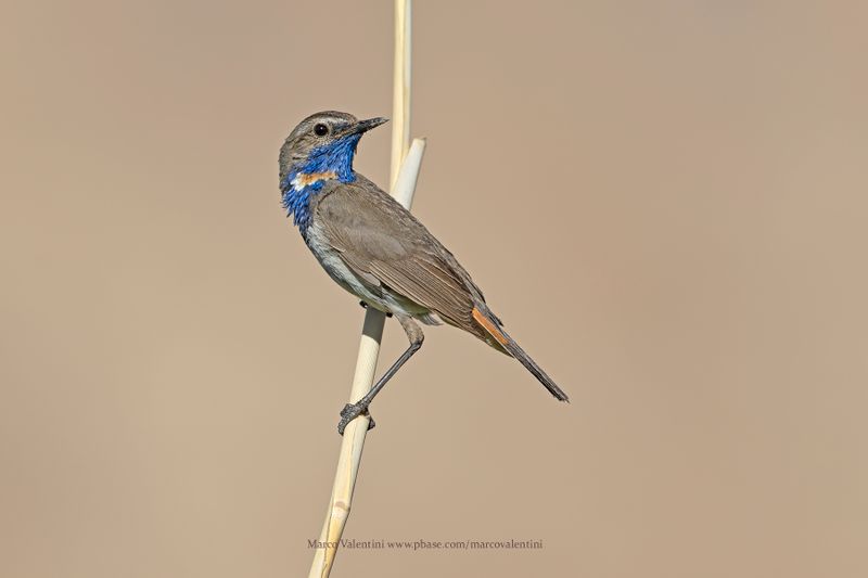 Bluethroat - Luscinia svecica