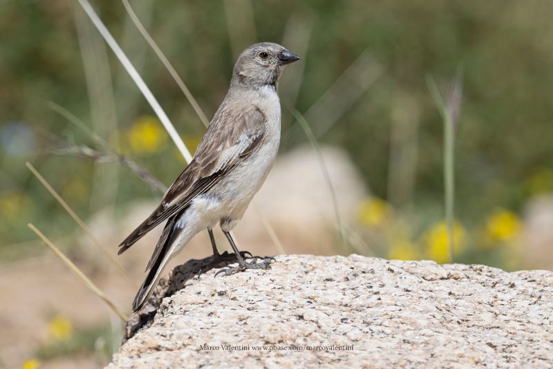 Black-winged Snowfinch - Montifringilla adamsi
