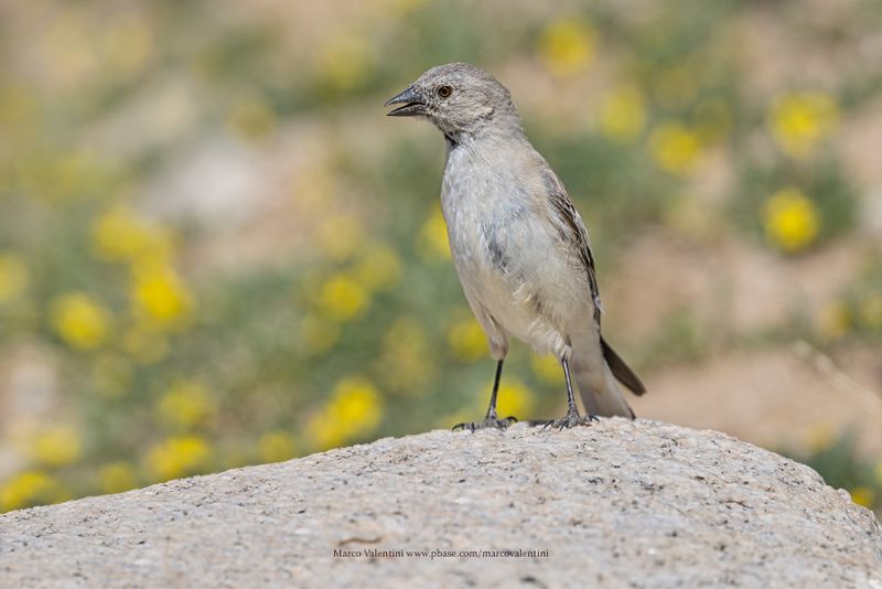 Black-winged Snowfinch - Montifringilla adamsi