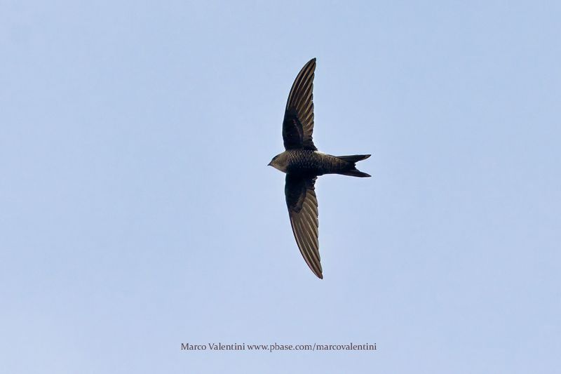 Pacific Swift - Apus pacificus