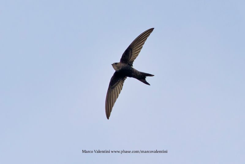 Pacific Swift - Apus pacificus