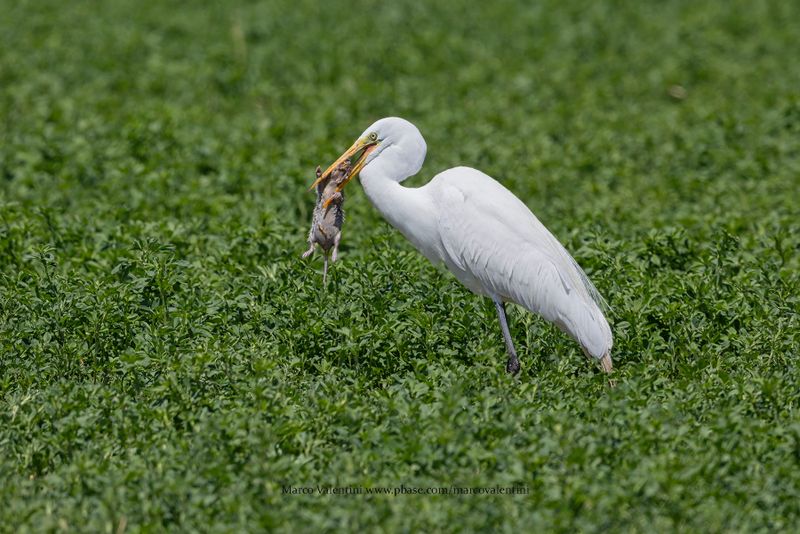 Great White heron - Ardea alba