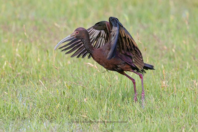 White-faced Ibis - Plegadis chihi