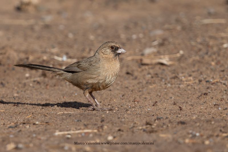 Abert's Towhee - Melozone aberti