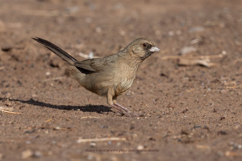 Abert's Towhee - Melozone aberti
