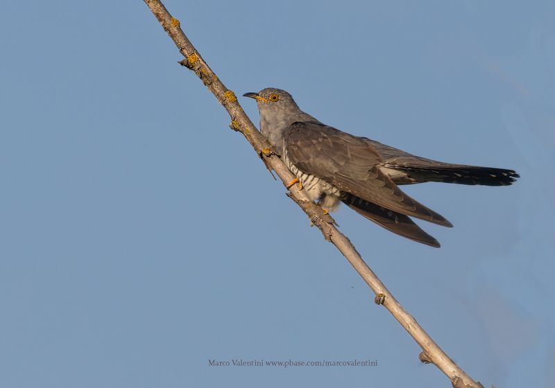 Common Cuckoo - Cuculus canorus