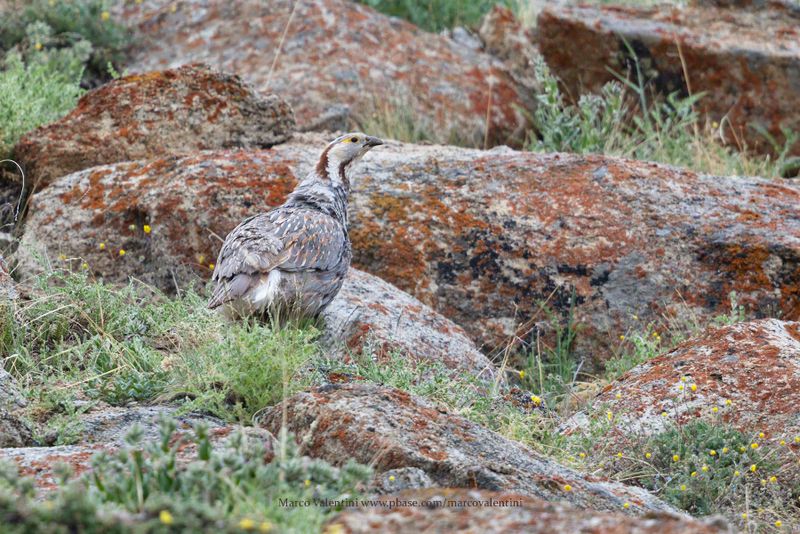 Himalayan Snowcock - Tetraogallus himalyanus