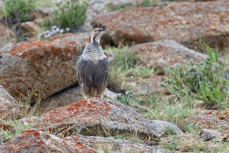 Himalayan Snowcock - Tetraogallus himalyanus