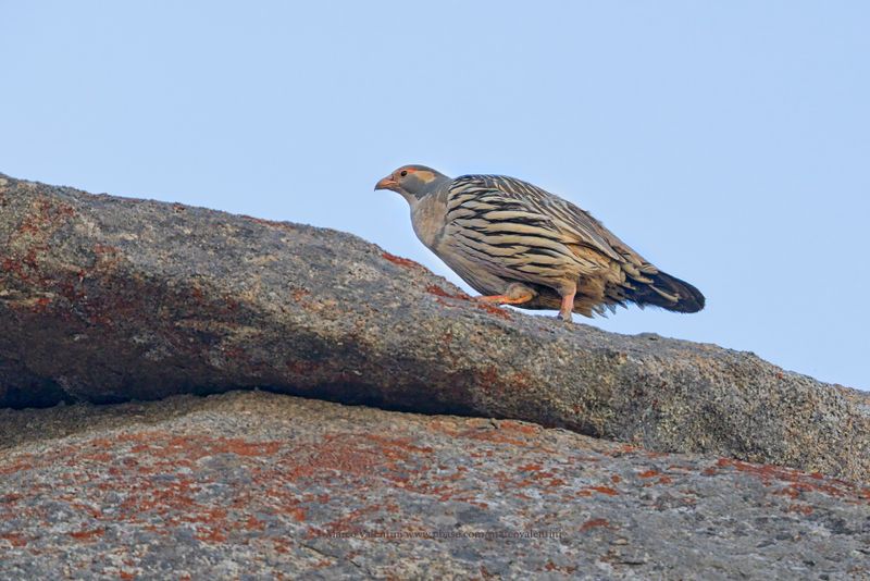 Tibetan Snowcock - Tetraogallus tibetanus
