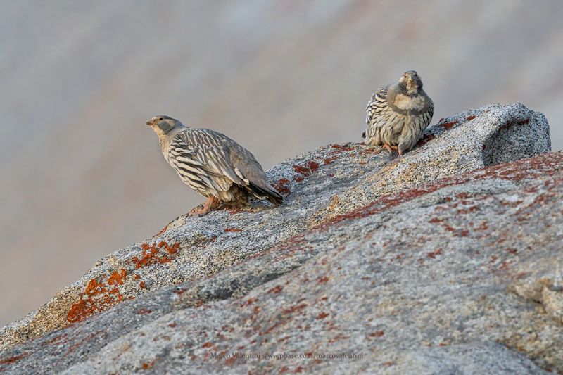 Tibetan Snowcock - Tetraogallus tibetanus