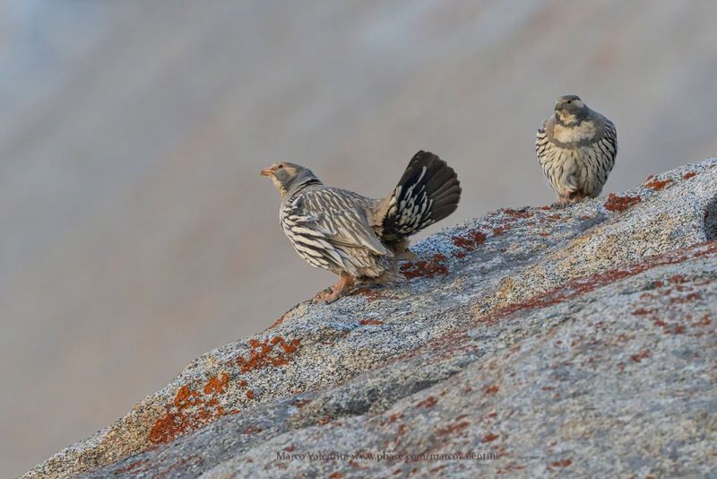 Tibetan Snowcock - Tetraogallus tibetanus