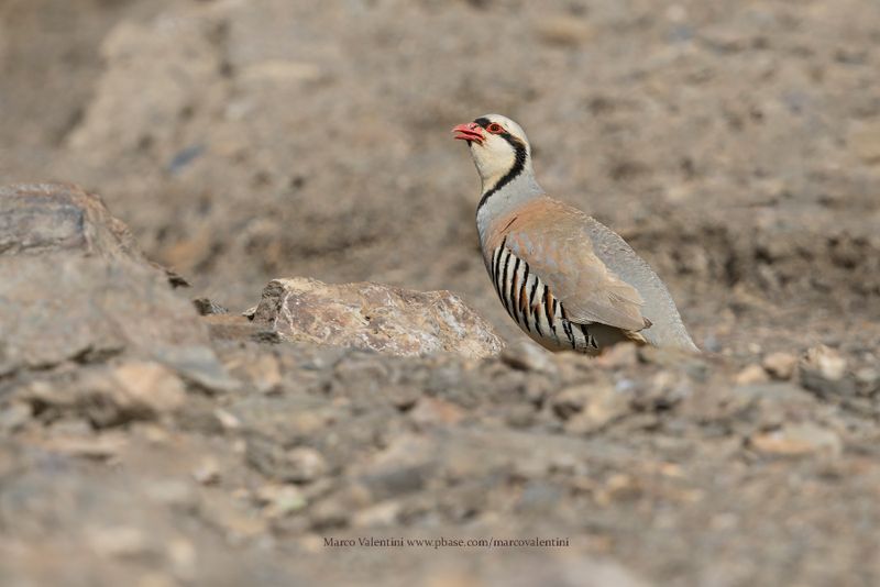 Chukar - Alectoris chukar