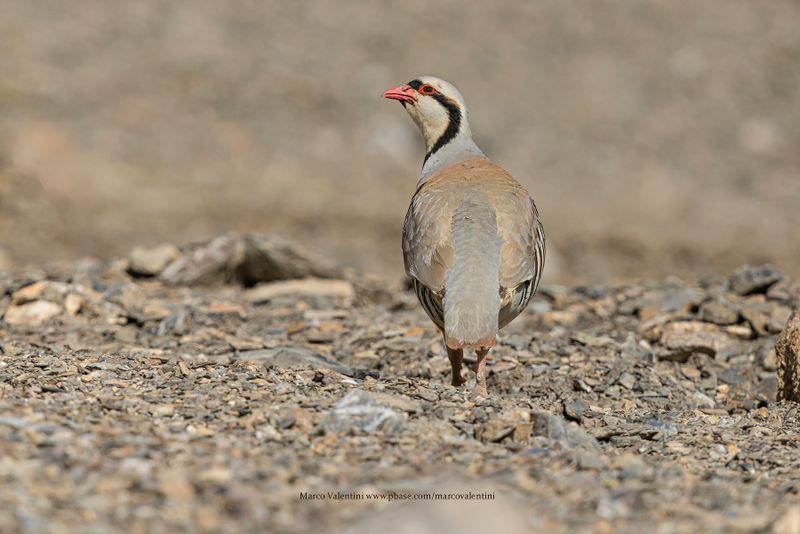 Chukar - Alectoris chukar