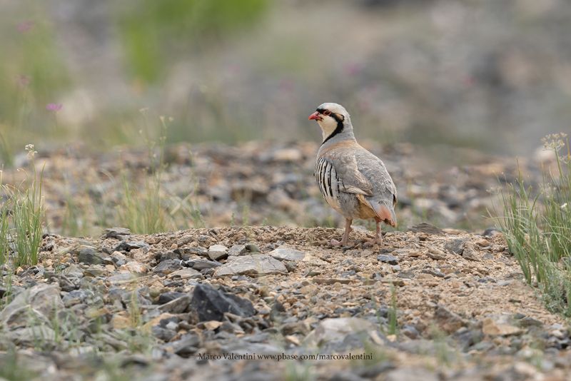 Chukar - Alectoris chukar