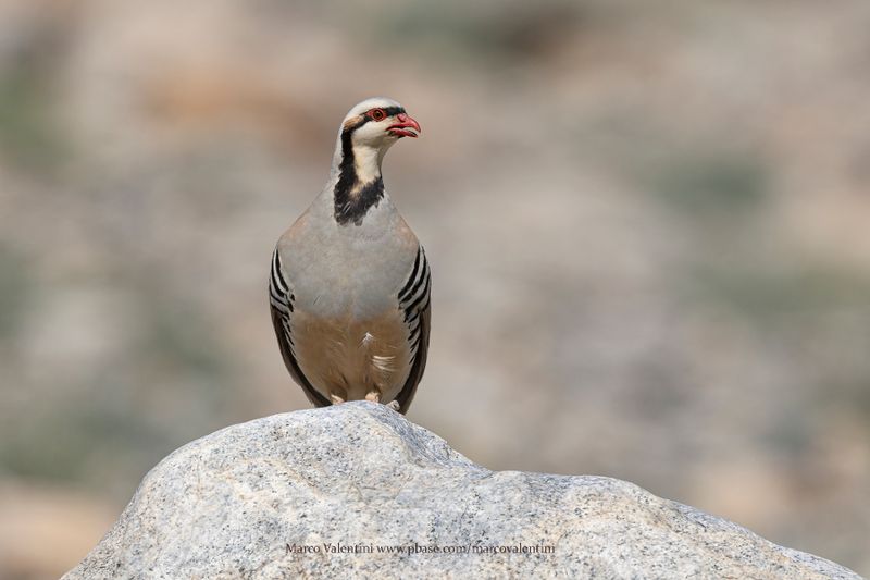 Chukar - Alectoris chukar