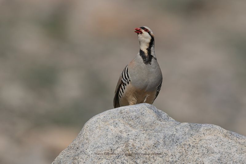 Chukar - Alectoris chukar