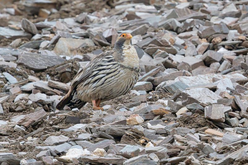 Tibetan Snowcock - Tetraogallus tibetanus
