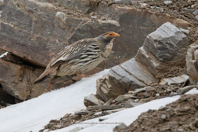 Tibetan Snowcock - Tetraogallus tibetanus