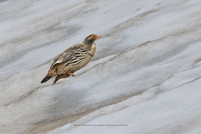 Tibetan Snowcock - Tetraogallus tibetanus