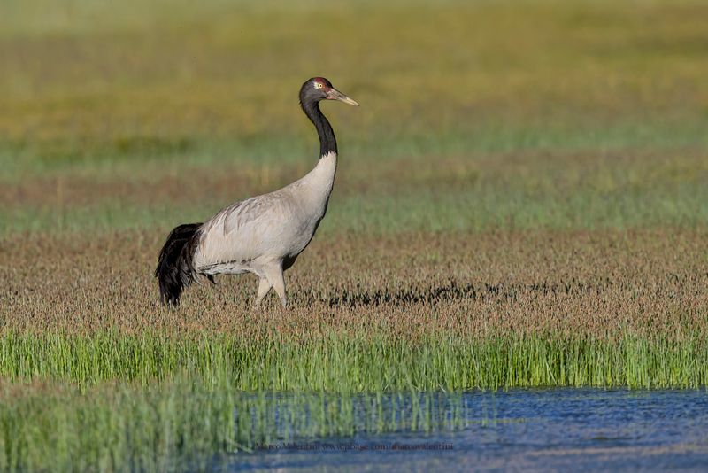 Black-necked Crane - Grus nigricollis