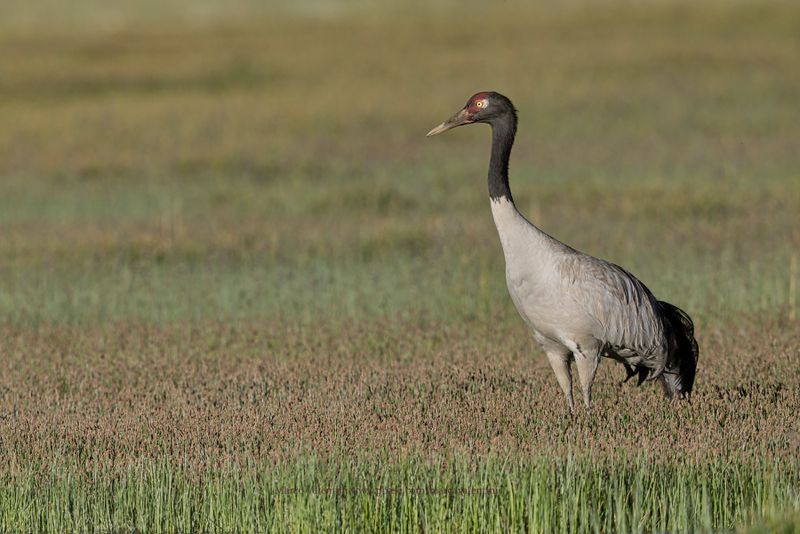 Black-necked Crane - Grus nigricollis