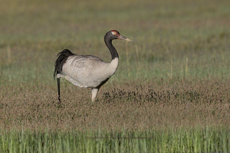 Black-necked Crane - Grus nigricollis