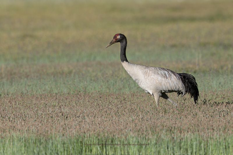 Black-necked Crane - Grus nigricollis